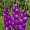 Gladiolus Windsong - Corms