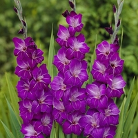 Gladiolus Windsong - Corms