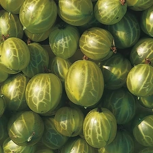 Gooseberry Hinnonmaki Green Standard Tree