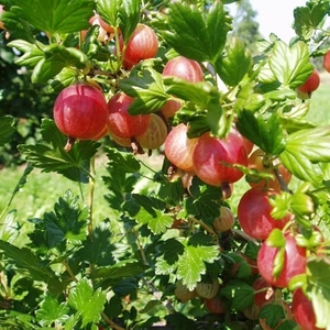 Gooseberry Xenia - 1x 9cm Potted Plant