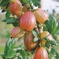 Gooseberry Xenia Plants 2ltr Pot