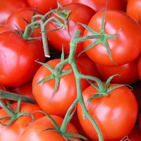 Grafted Tomato Plant Collection 1x3