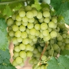 Grape Superior Seedless- Vine