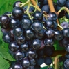 Grape Vine Boskoop Glory 2ltr Pot