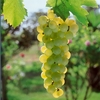 Grape Vine Duo Plant Pack