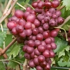 Grape Vine Flame 2l Pot