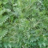 Green Manure Autumn/winter Mix