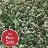 Green Manure Seeds - Buckwheat