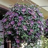 Hanging Basket Clematis - Bijou X3