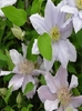 Hanging Basket Clematis Chelsea 3 X 7cm Pot