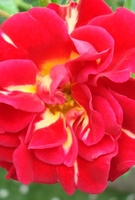 Hanging Basket Drift Roses Plants Collection