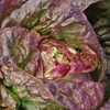 Hardy Autumn & Winter Salad Collection X 96