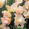 Harlow Carr - Sweet Pea Seeds