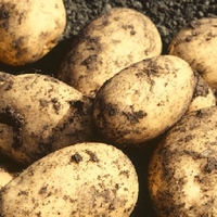 Harmony Seed Potatoes