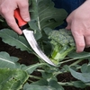 Harvest Knife