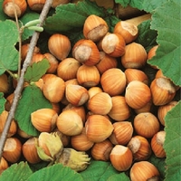 Hazelnut Webb