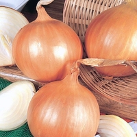 Heat Prepared Onion Collection And Giant Fleece Tunnel
