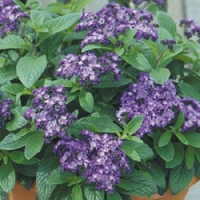 Heliotrope 