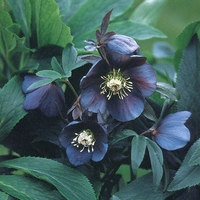 Hellebore Blue Metallic Lady - Plants