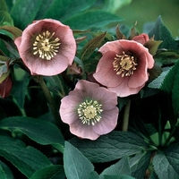 Hellebore Pink Lady - Plants