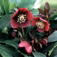 Hellebore Red Lady - Plants