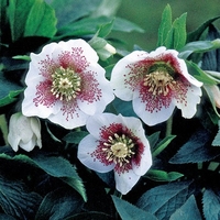 Hellebore White Lady Spotted - Plants