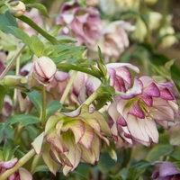Helleborus Double White Picotee X3 Plants