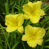 Hemerocallis Big Time Happy - Bare Root Perennial X1