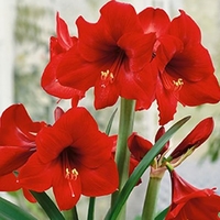Hippeastrum Benfica Agm - Amaryllis Bulbs