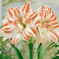 Hippeastrum Dancing Queen - Amaryllis Bulbs