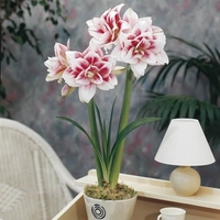 Hippeastrum Elvas - Amaryllis Bulbs