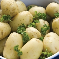 Home Guard Seed Potatoes