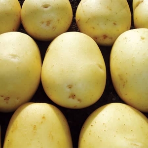 Hunter Seed Potato 15 Tubers