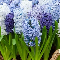 Hyacinth Blue Shades - Hyacinth Bulbs