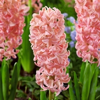 Hyacinth Bulbs - Sweet Invitation