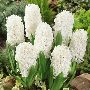 Hyacinth Carnegie - Garden Hyacinth Bulbs