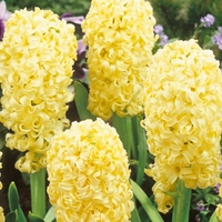 Hyacinth City Of Haarlam - Hyacinth Bulbs