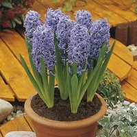 Hyacinth Delft Blue - Garden Hyacinth Bulbs