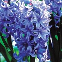 Hyacinth Delft Blue- Indoor (prepared) Hyacinth Bulbs