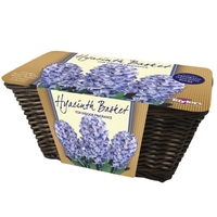 Hyacinth Flower Bulb Basket Blue