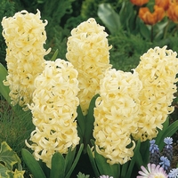 Hyacinth Gipsy Princess - Hyacinth Bulbs