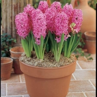 Hyacinth Pink Pearl - Indoor (prepared) Hyacinth Bulbs