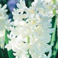 Hyacinth White Pearl -indoor (prepared) Hyacinth Bulb
