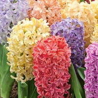 Hyacinths Mixed Bulbs