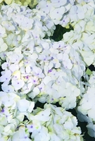 Hydrangea Madame Emile Mouillere- Shrub