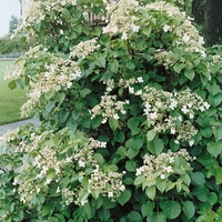 Hydrangea Petiolaris Shrub