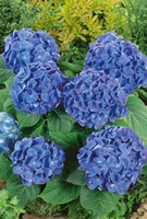Hydrangea Plant Shrub - Renate Steiniger