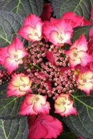 Hydrangea Plants Collection - Shrub