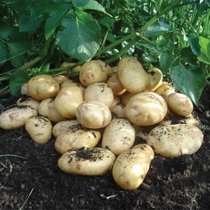 International Kidney Seed Potatoes 1kg
