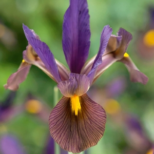 Iris 